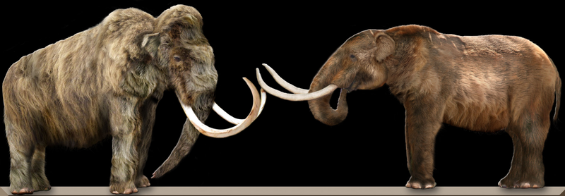 Illustration for article titled South Carolina and the Mammoth